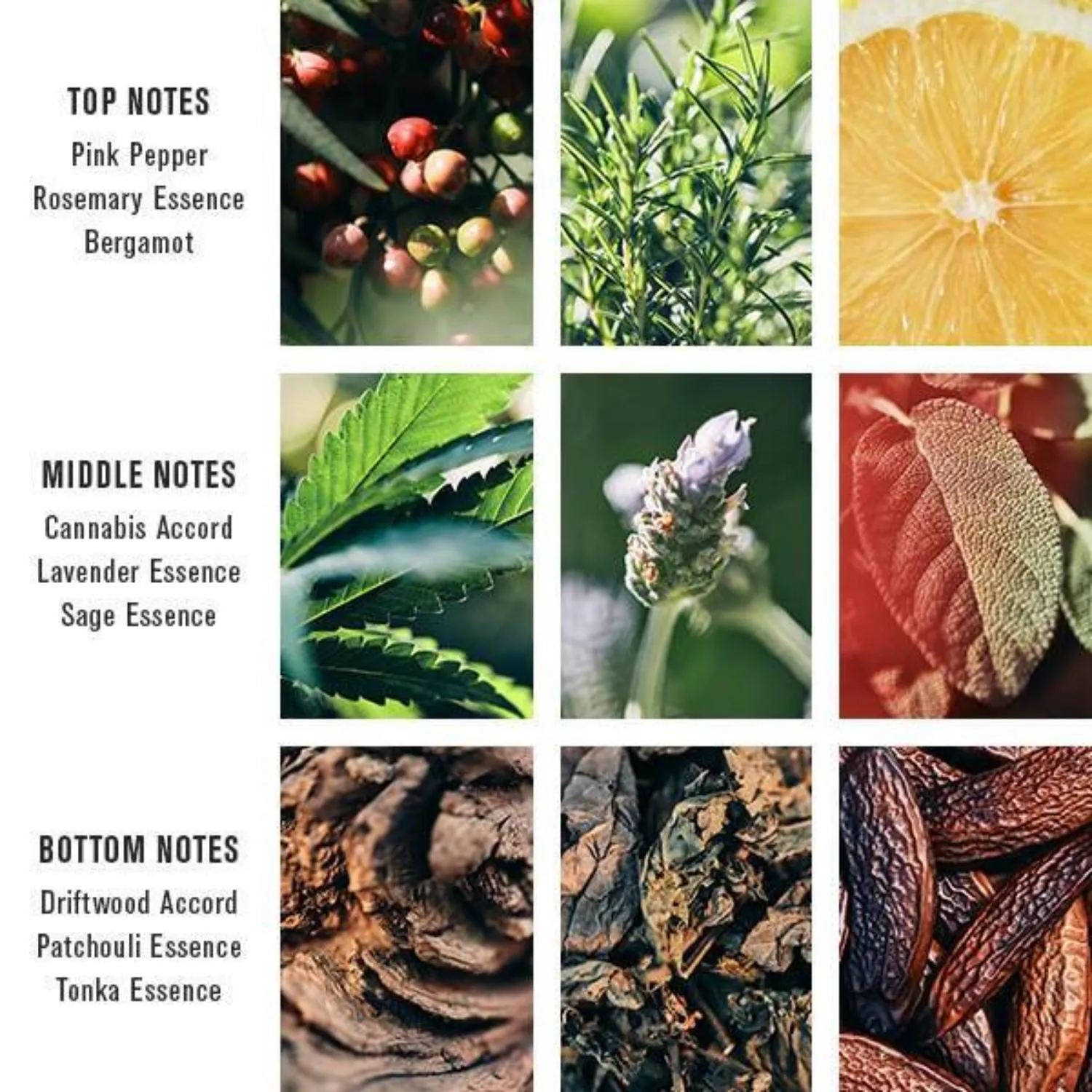 Baxter of California Pacific Cannabis EDP (100ml)
