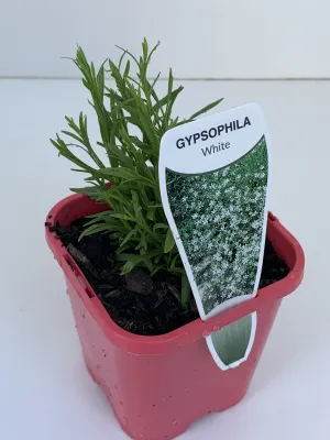 Gypsophila white