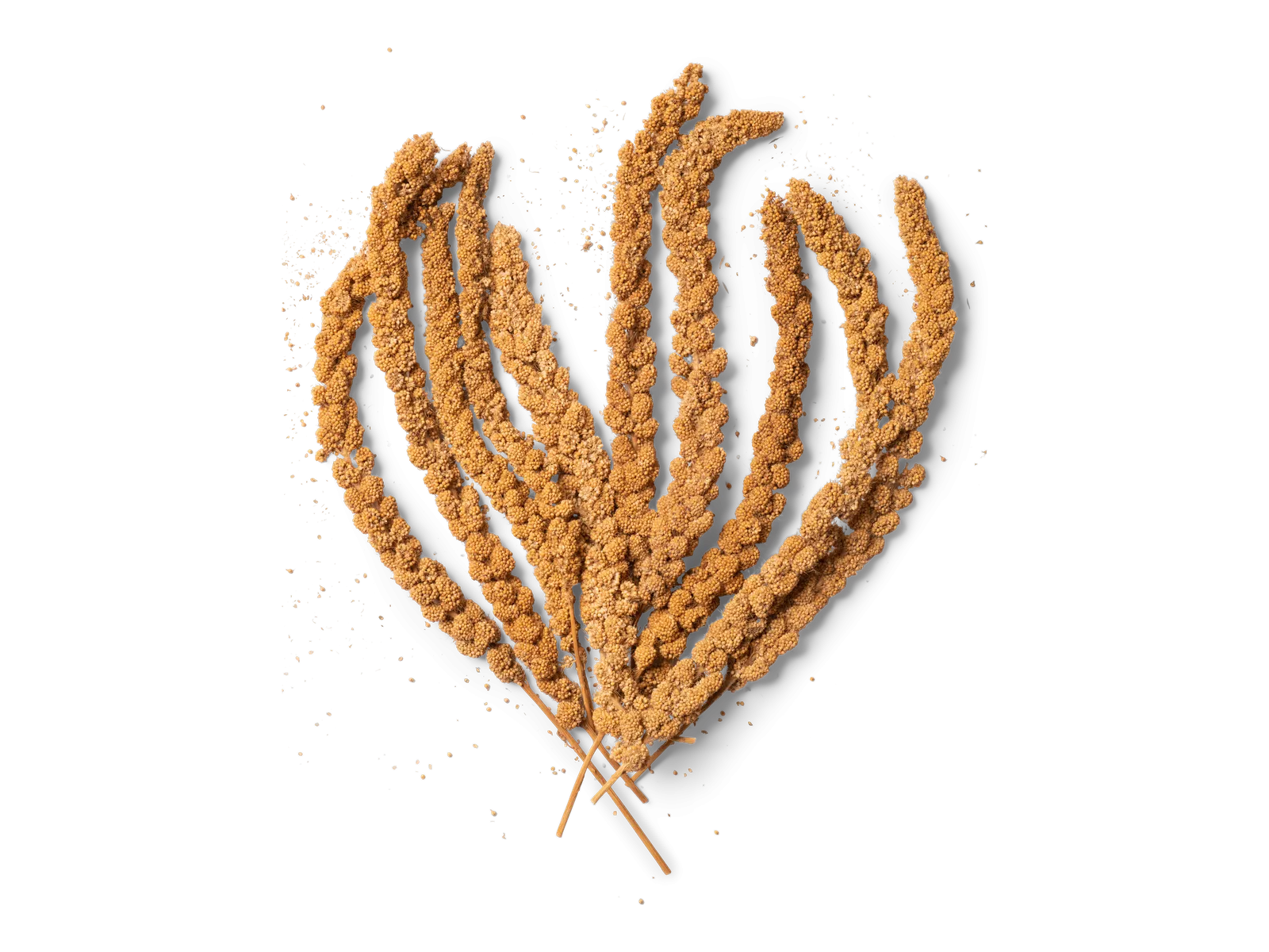 Topflite Millet Sprays Seed