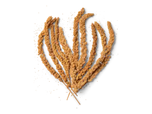 Topflite Millet Sprays Seed